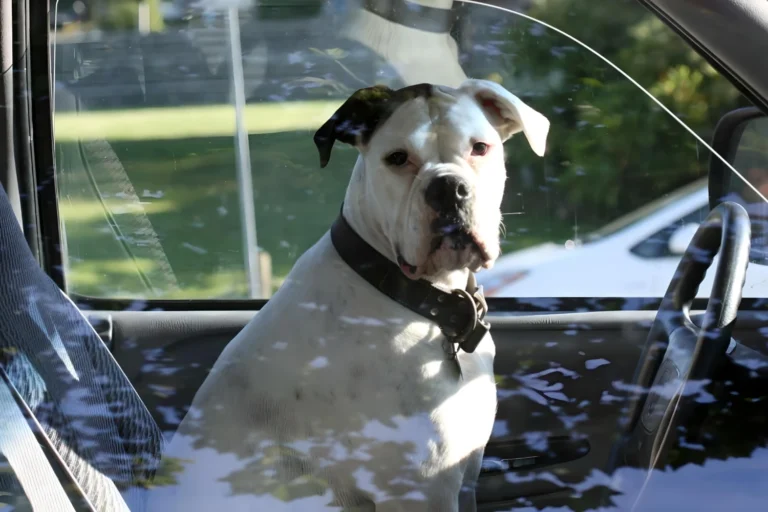 Travel seat belt for dog