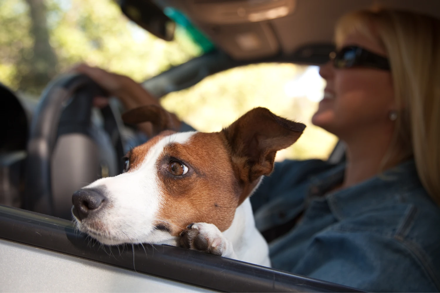 Dog Carrier Purse for Tenterfield Terrier