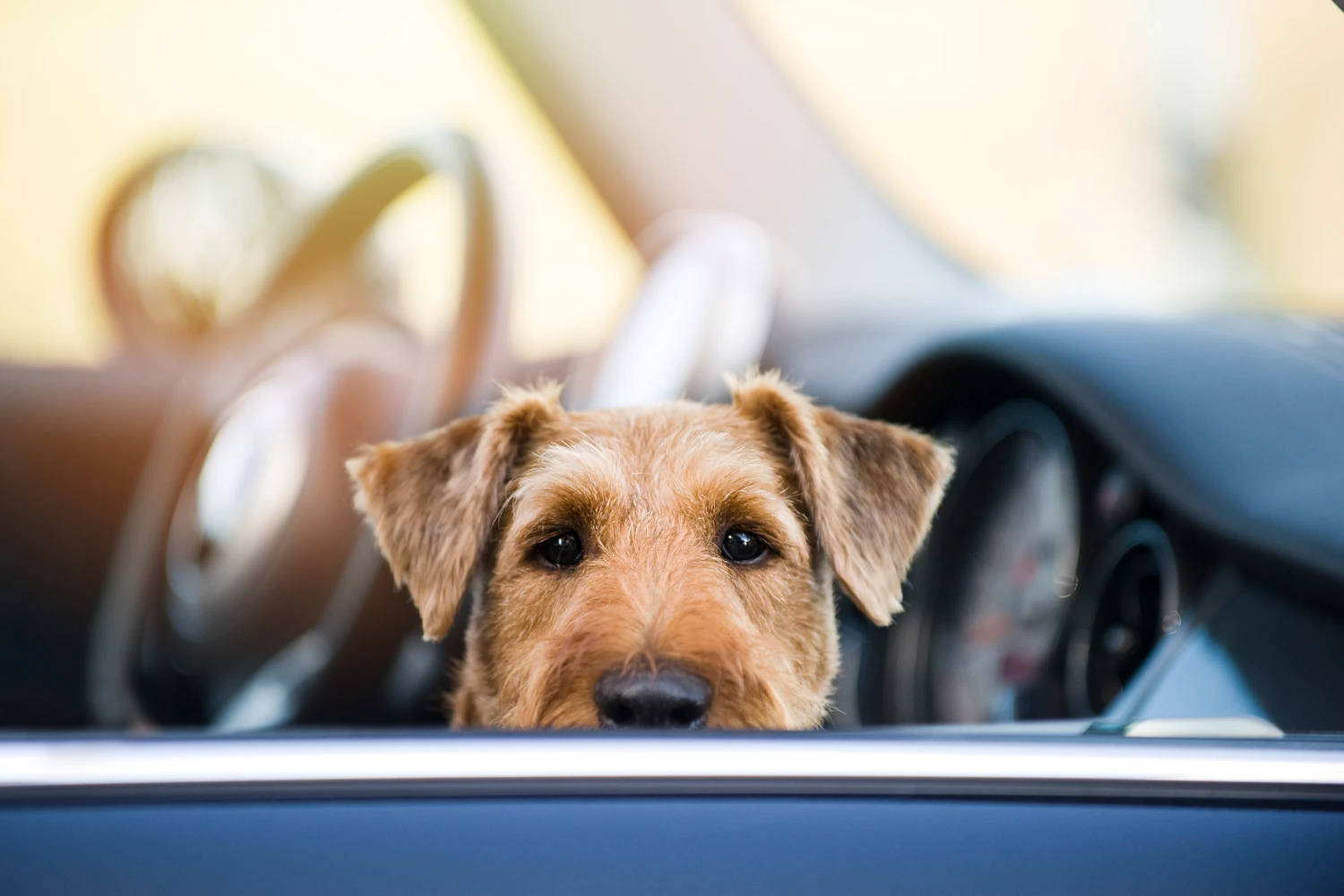 Kia Soul Dog Car Seat for Irish Terriers