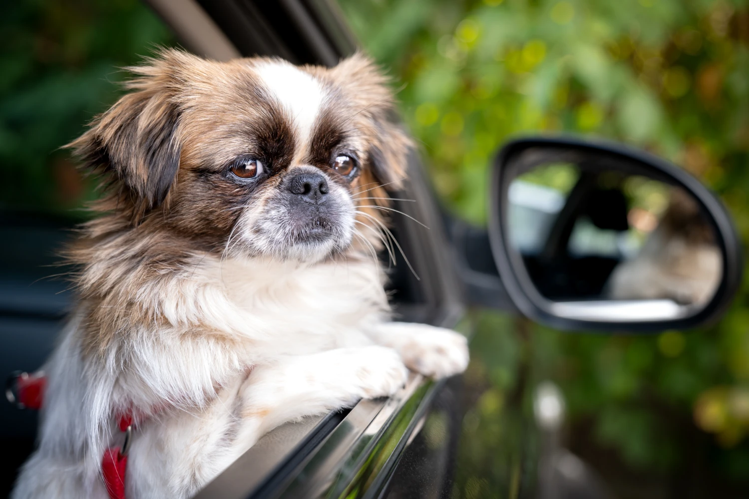 Dodge Durango Dog Carrier Car Seat for Pekingese