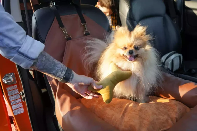 basset hounds dog car seat