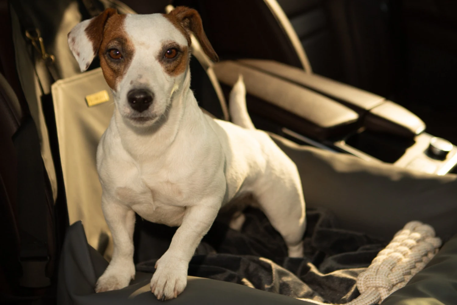 Ford EcoSport Dog Car Seat for Irish Terriers