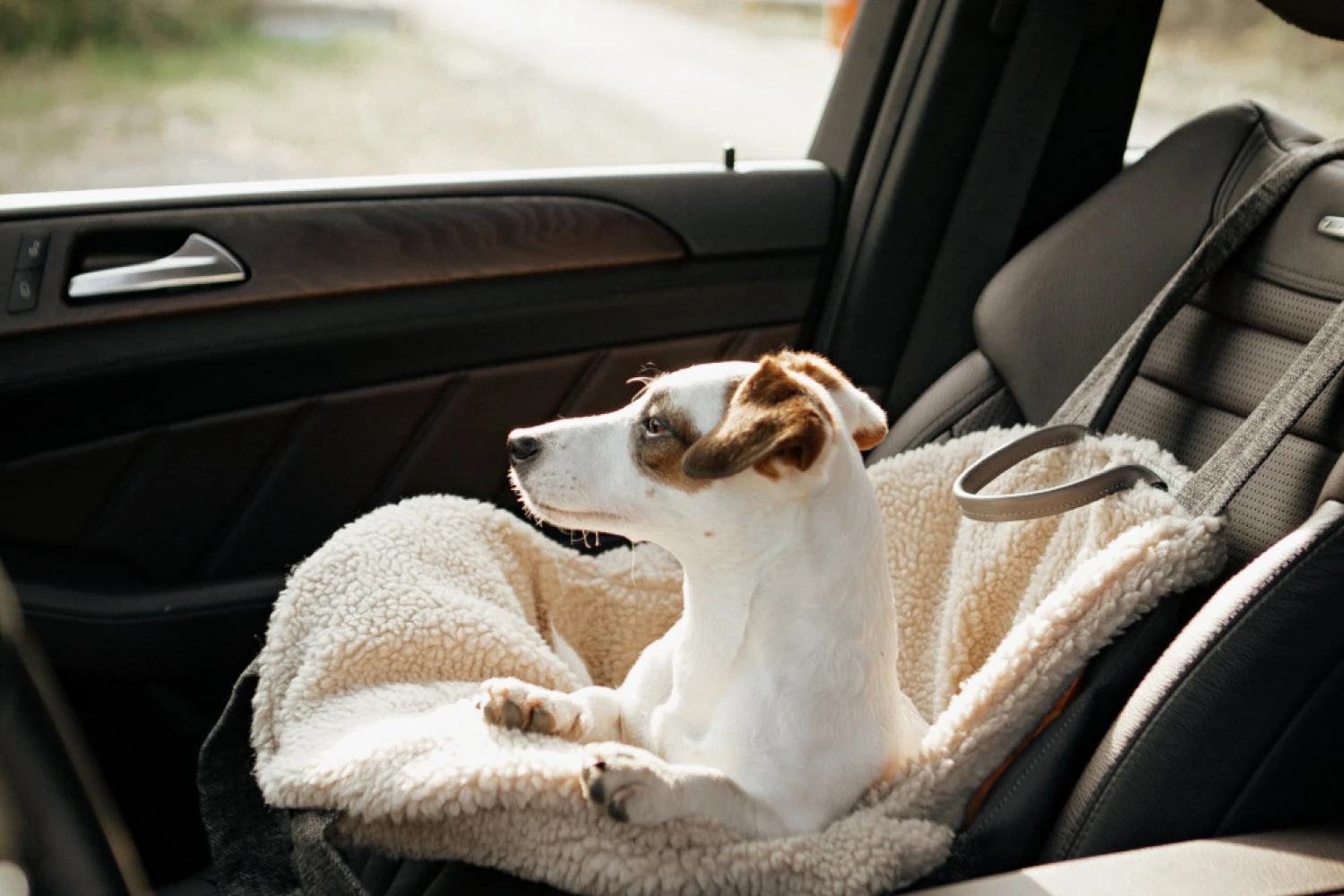 Dog Carrier Purse for Tenterfield Terrier